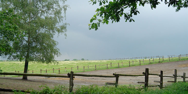 Pferdekoppel am Kindelwald