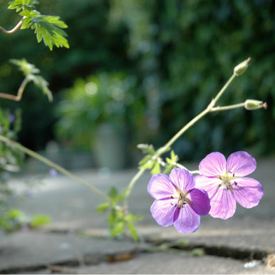 Blaue Blüte des Storchschnabels